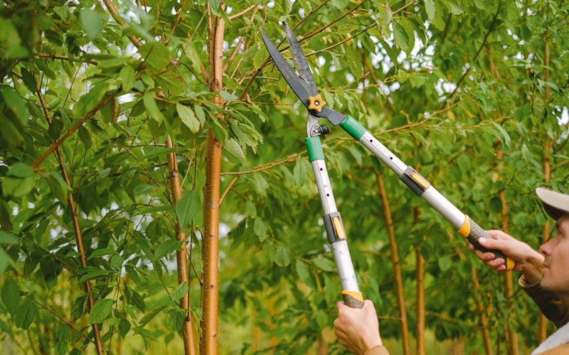 Tree trimming in Floyds Knobs, IN